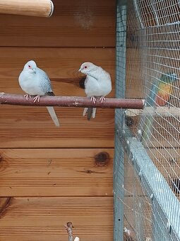 Holoubek diamantový - 3