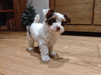 Jorkširský terier s PP - 3