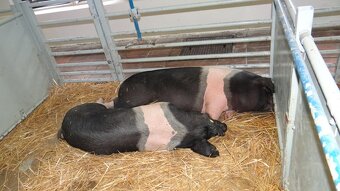 Selata na prodej - 3