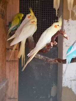 Prodám loňské mláďata Andulek a Korel - 3