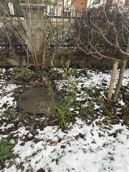 Komule Davidova -  Buddleja davidii - motýlí keř - 3