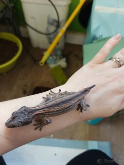 Rhacodactylus auriculatus - 3