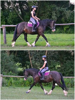 Osmiletý valach welsh cob D - 3