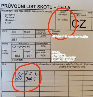 Kráva Jersey , nar. 10/2023 v březí - 3