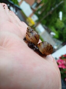 Lissachatina reticulata dark body - 3