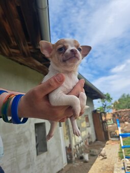 Mini civava - 3
