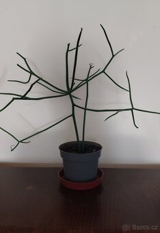 Euphorbia Tirucalli - 3