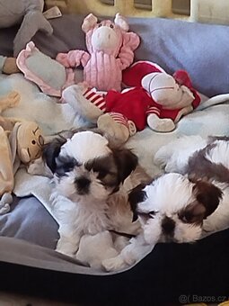 Shih-tzu s PP - 3