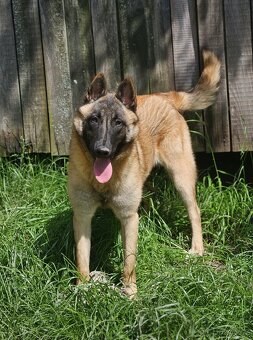 Belgický ovčák malinois fenka s PP - 3