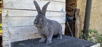 Belgický obr modrý - 3