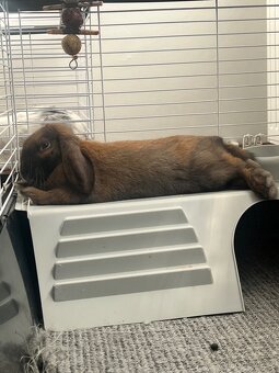 Zakrslí králík beránek - 3