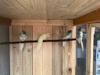 Kakariki červenočelý - 3