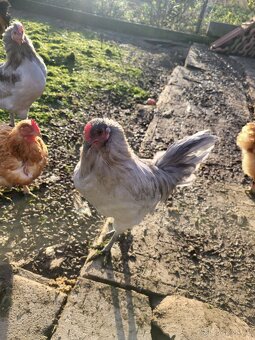 Kohouti na prodej - 3