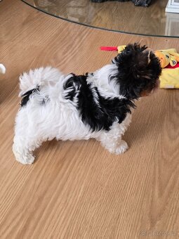 Jorkširský teriér-biewer - 3