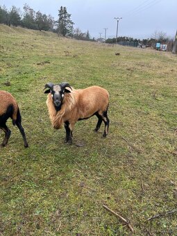 Prodám dva letošní berany - 3