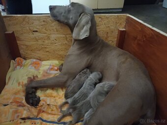 Výmarský Ohař - 3