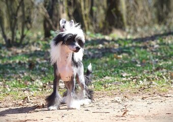 Čínsky chocholatý pes s PP - 3