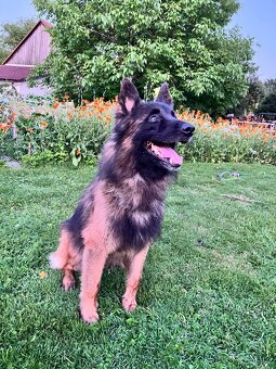 Belgický Ovčák-Tervueren - 3