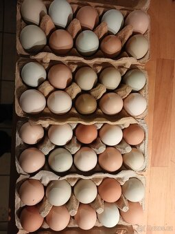 Násadová vejce - 3