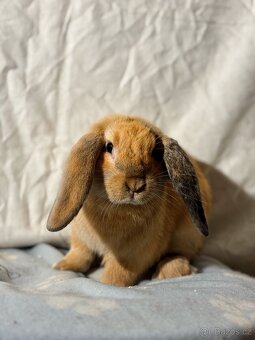 Beránek - Lola - 3