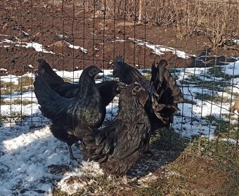 Kuřátka Ayam Cemani - 3
