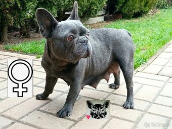 Francouzský buldoček modrý - French bulldog blue - 3