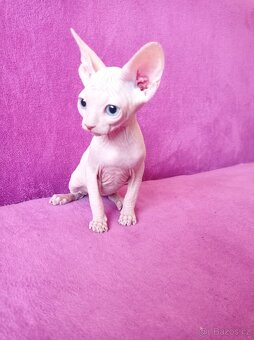 SPHYNX koťátka bez PP - 3