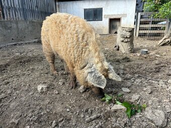 Mangalica - Mangalice - 3
