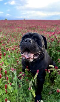 🐾 Rezervace štěňat Cane Corso – bez PP 🐾 - 3