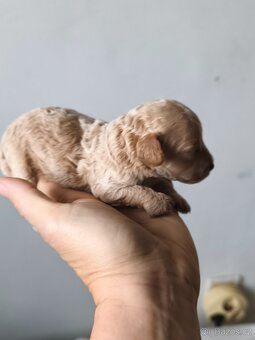 Pudl toy fawn s PP - 3