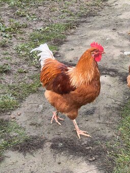 Letošní kohouti - 3