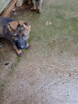 Německý ovčák - 3