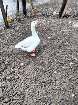 husa kříženec - 3