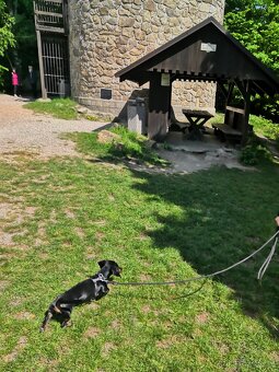 Trpasličí jezevčík - 3