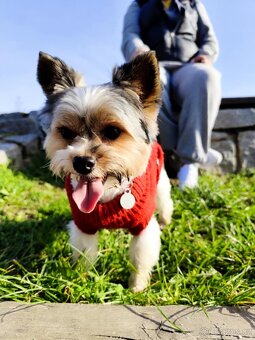 Biewer Yorkshire Terrier - 3