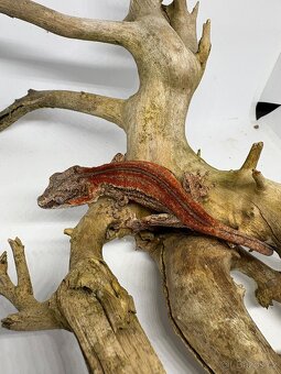 Rhacodactylus auriculatus - 3