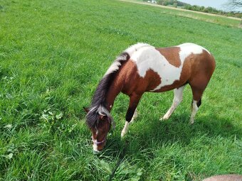 APH Valach 2 roky paint horse - 3