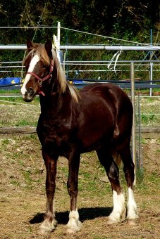 Welsh Cob C, Welsh pony - 3