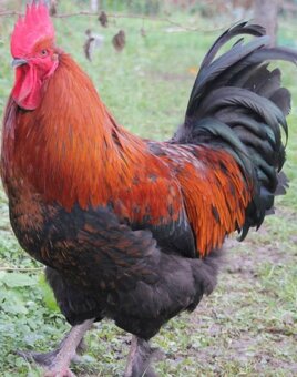 násadová vejce Ayam Cemani,Arakaun,Maranska,wyandotka - 3