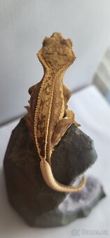 🦎 Mláďata pagekona řasnatého na prodej - 3