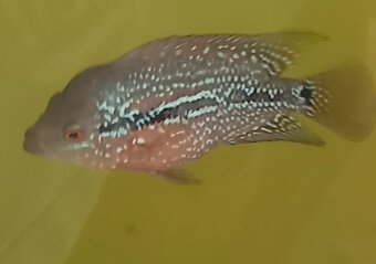 Flowerhorn - 3