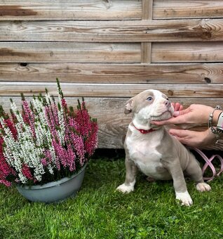 American Bully Classic / standard - 3