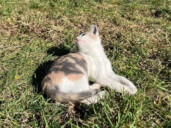 Křiženec britky -  kočička - 3