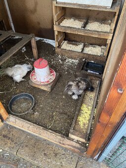 Prodám kohouty hedvabničky - 3