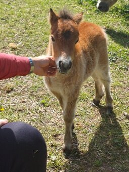 Mini pony - 3