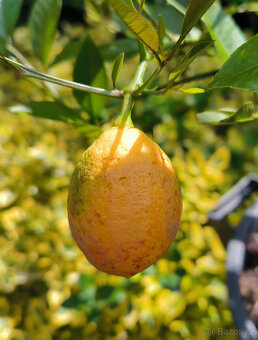 Prodám plodící citroník MEYER (č.62) - 3