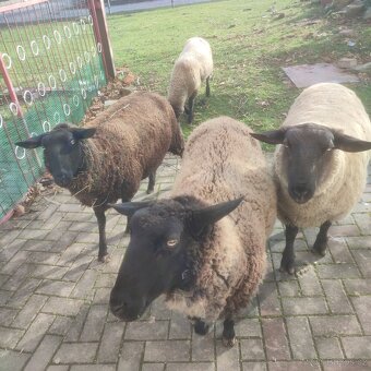 Sufolk 2 barany, 2 ovce Zwartbles - 3