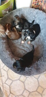 Roztomilý chlupáček - 3