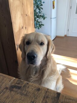 Zlatý retrívr (adopce) - 3