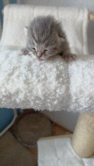 Britská whiskas kočička s PP - 3